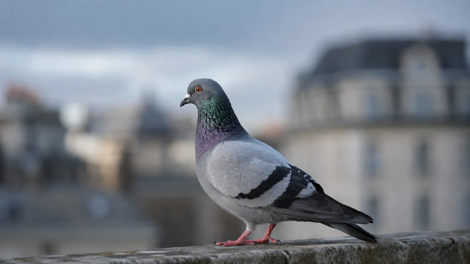 Taube auf dem Dach eines Wohnhauses in der Stadt
